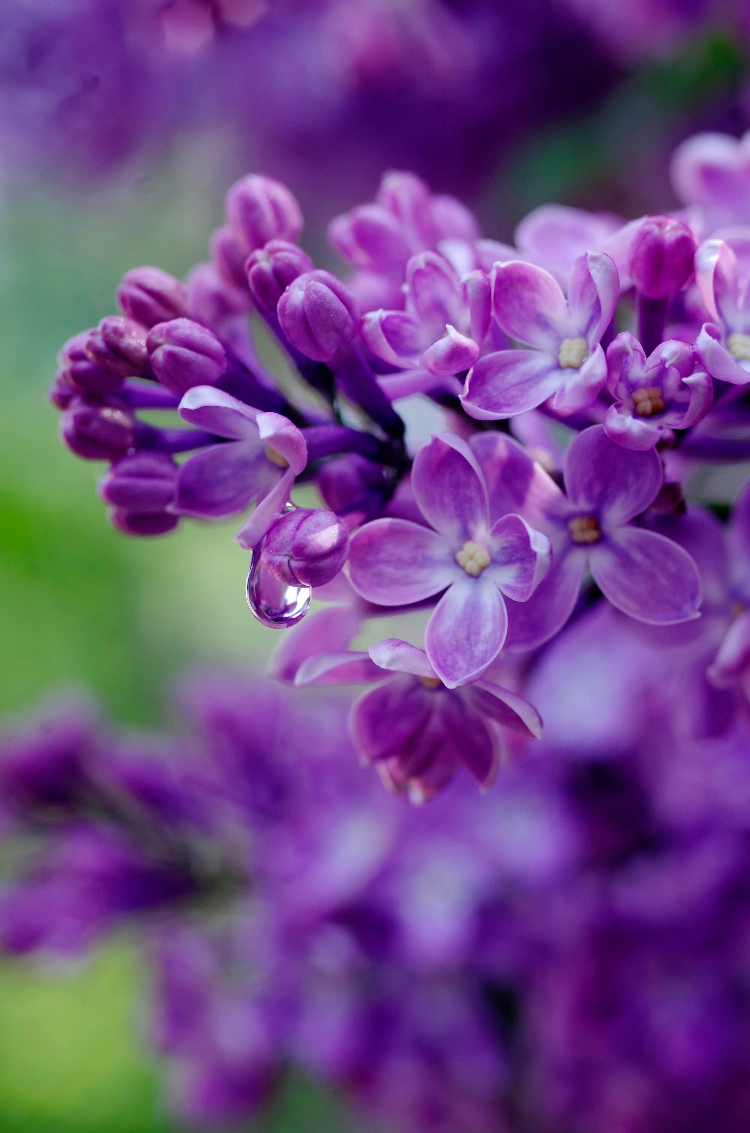 Close-up of purple lilac flowers-  Tarot  and intuitive readings