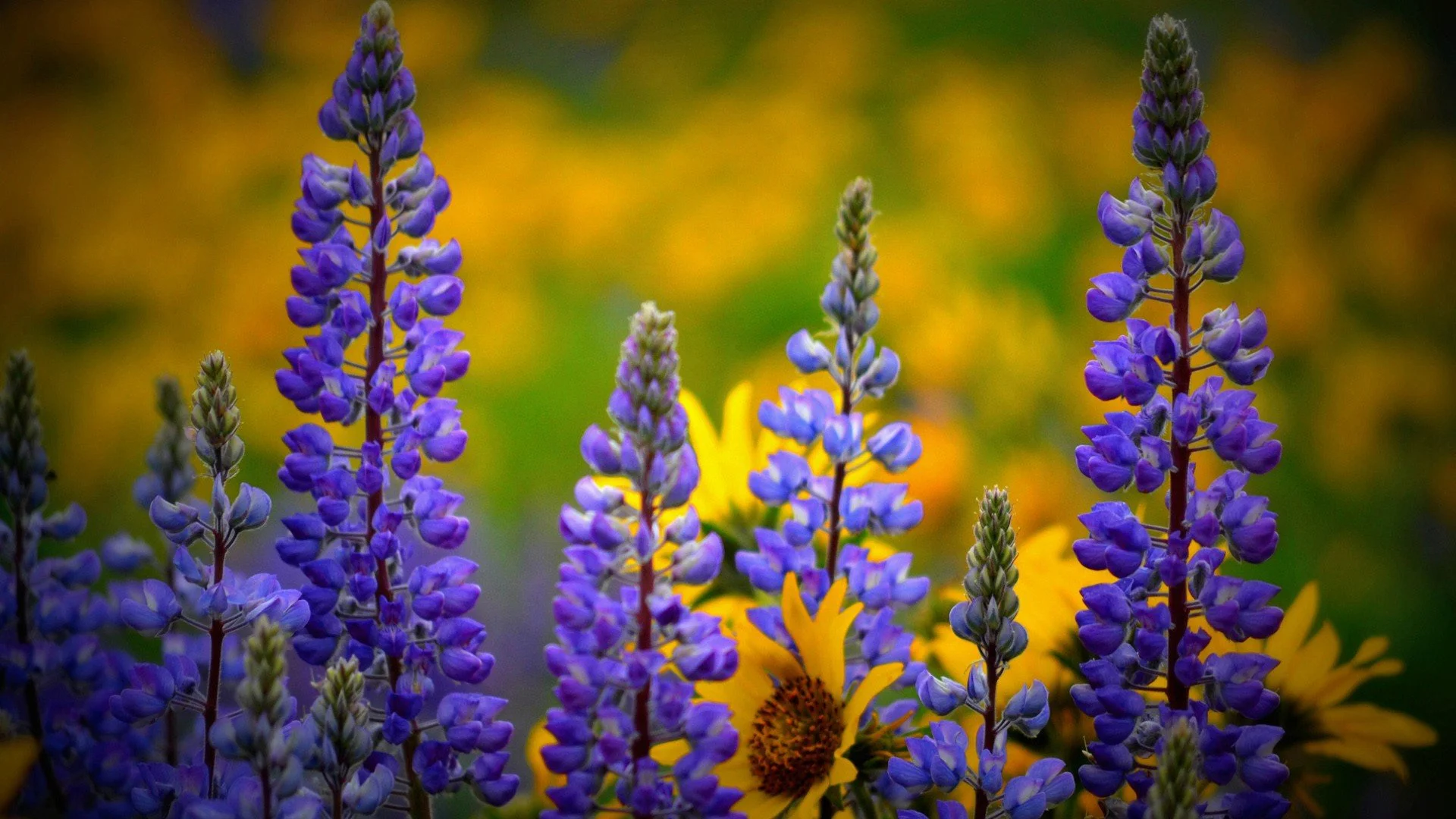 Close-up of purple lupine flowers, intuitive tarot reading.