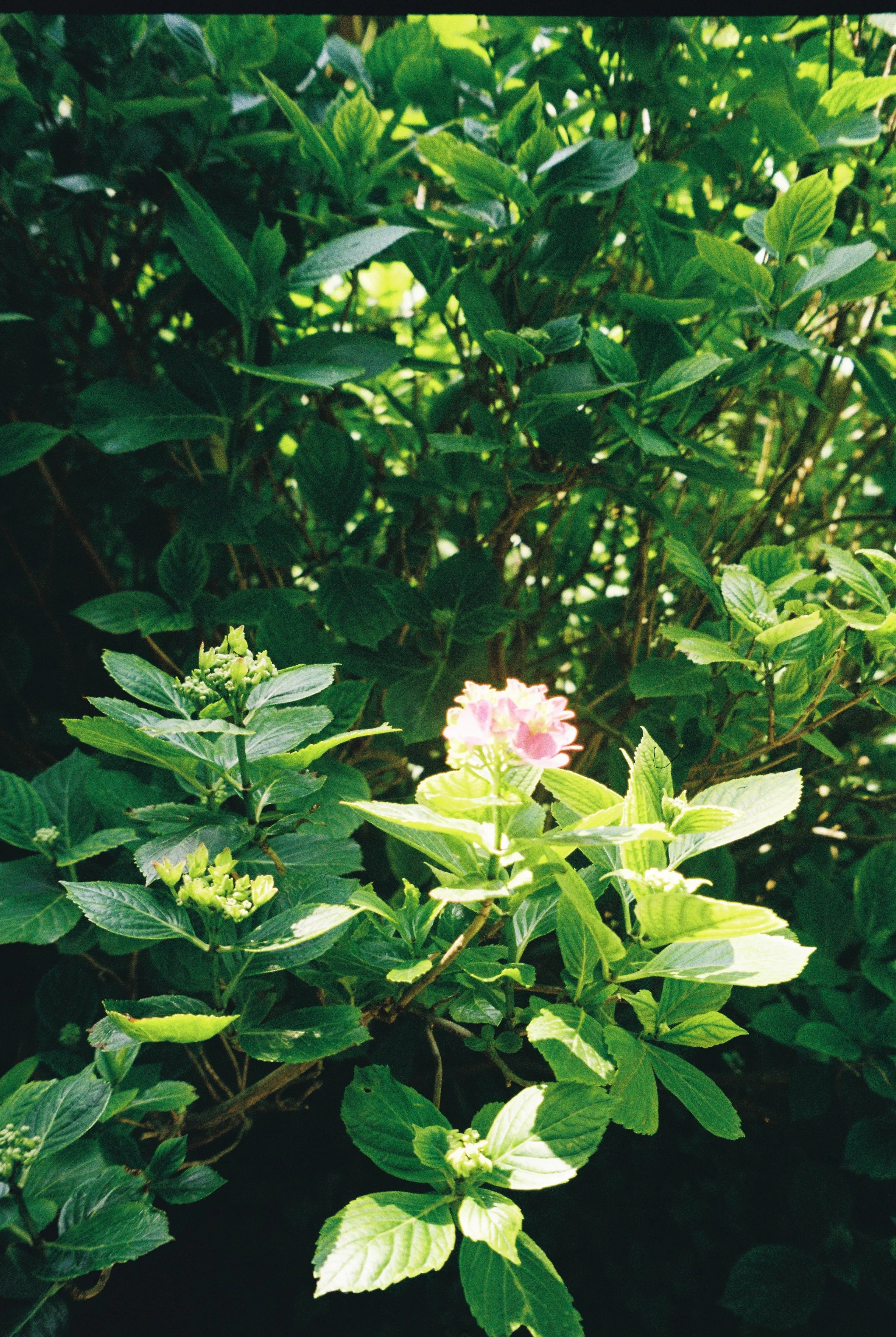 image00011.jpeg