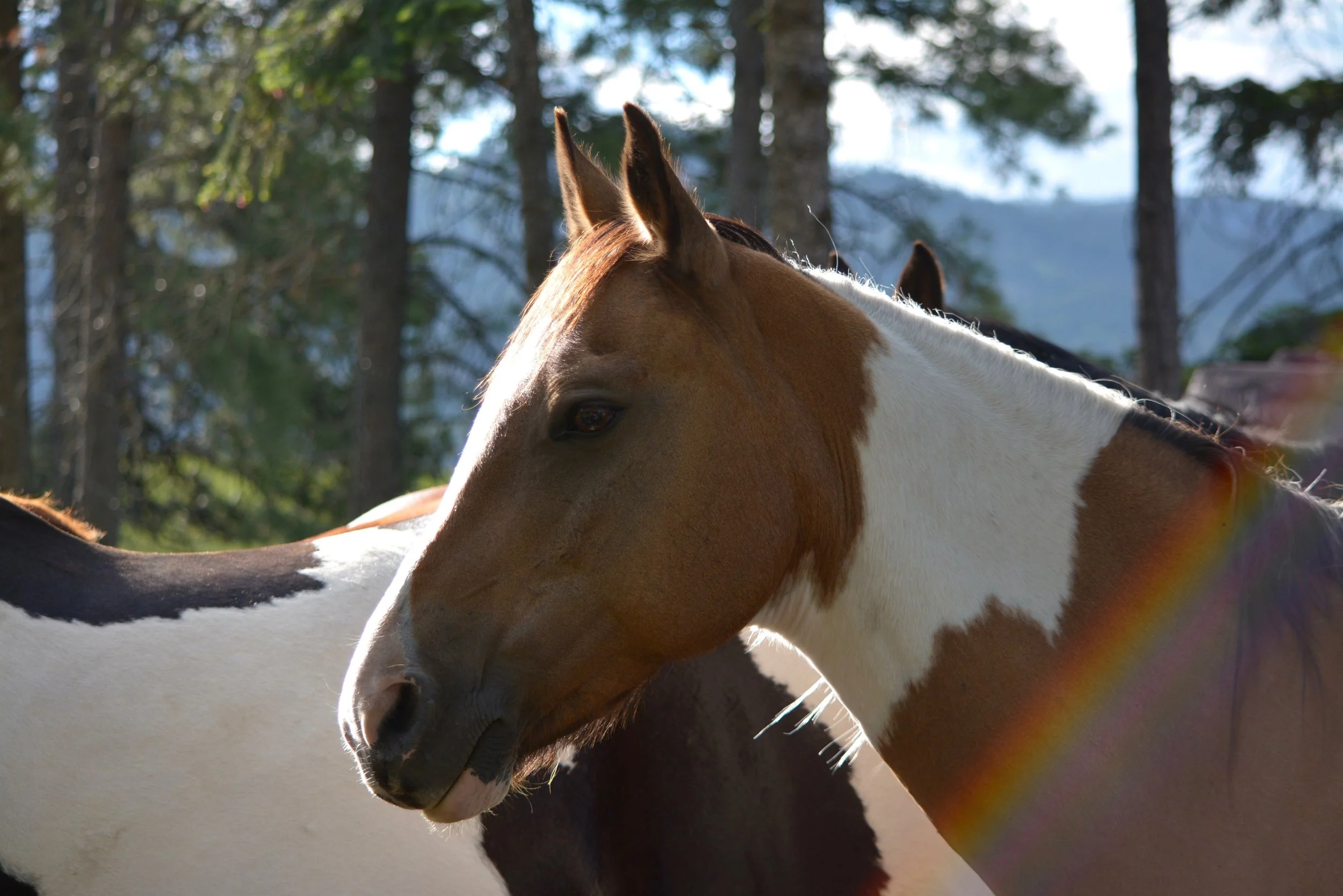 Large Animal Follow-up Exam & Adjustment