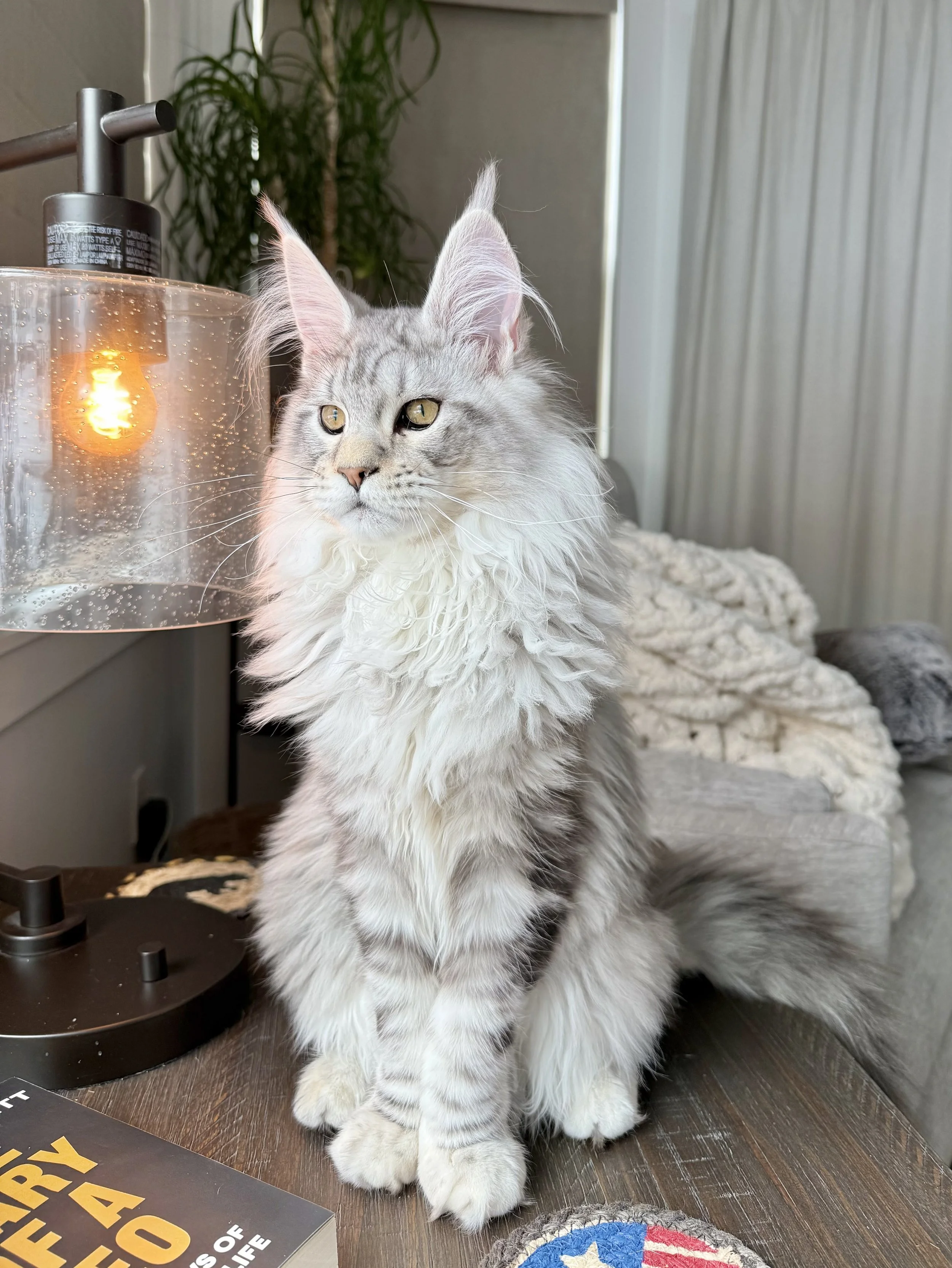 Small Animal Follow-up Exam & Adjustment