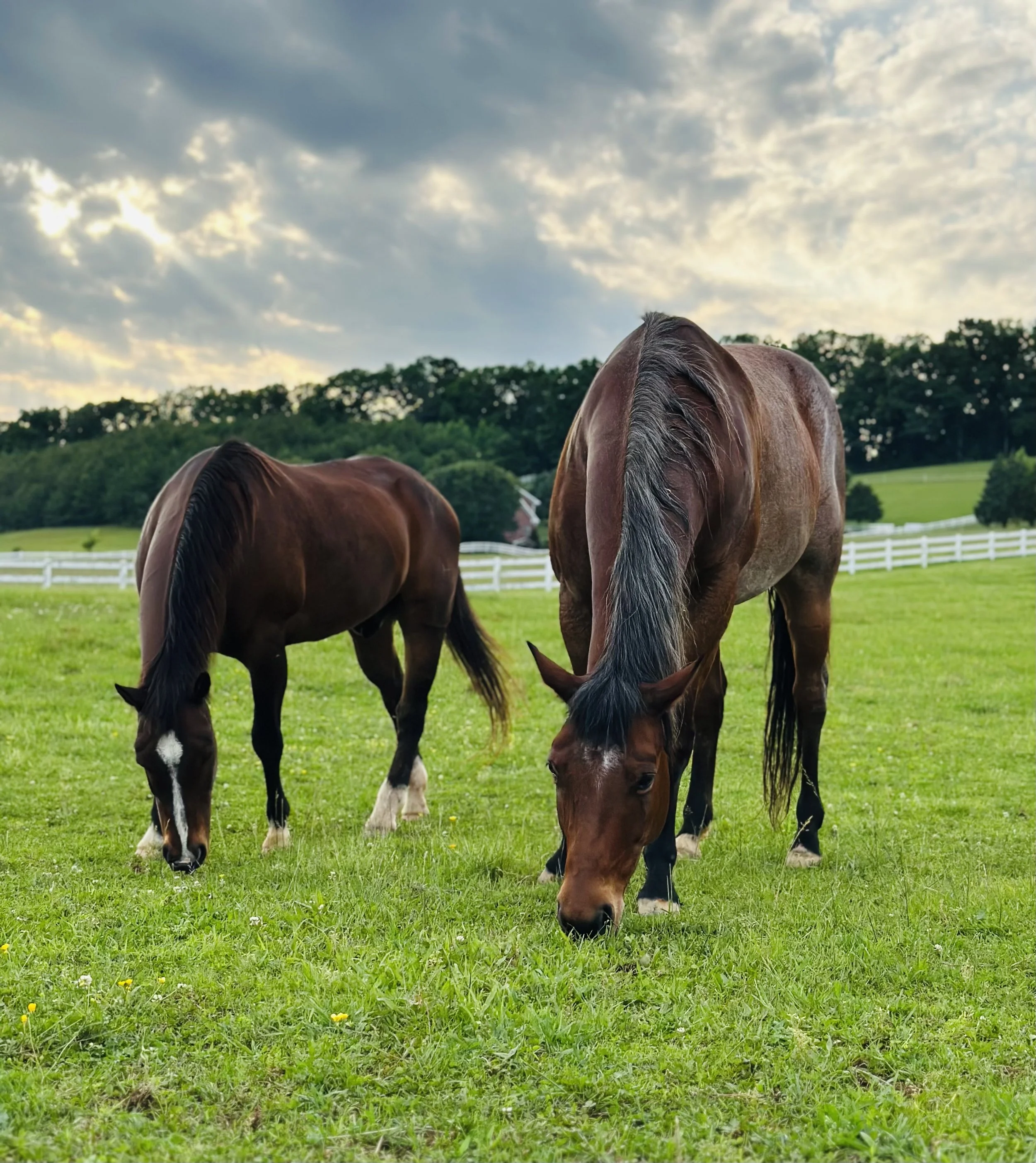 Large Animal Initial Exam & Adjustment