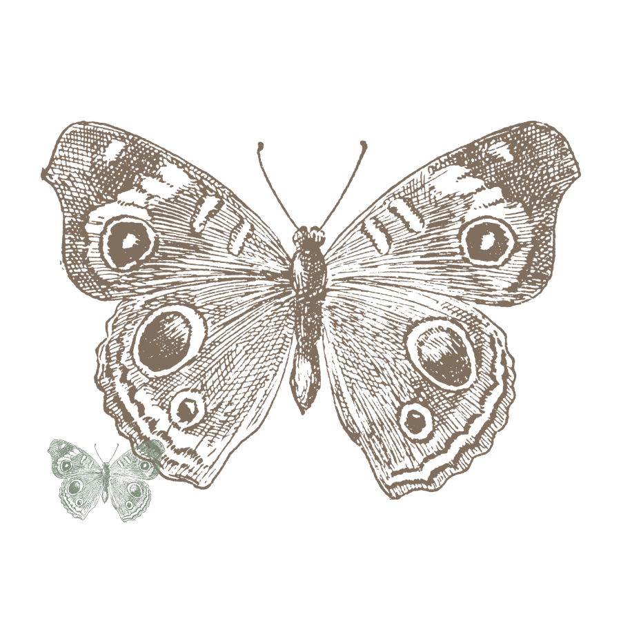 Illustration of two butterflies, one larger and one smaller, with detailed wing patterns, on a black background.
