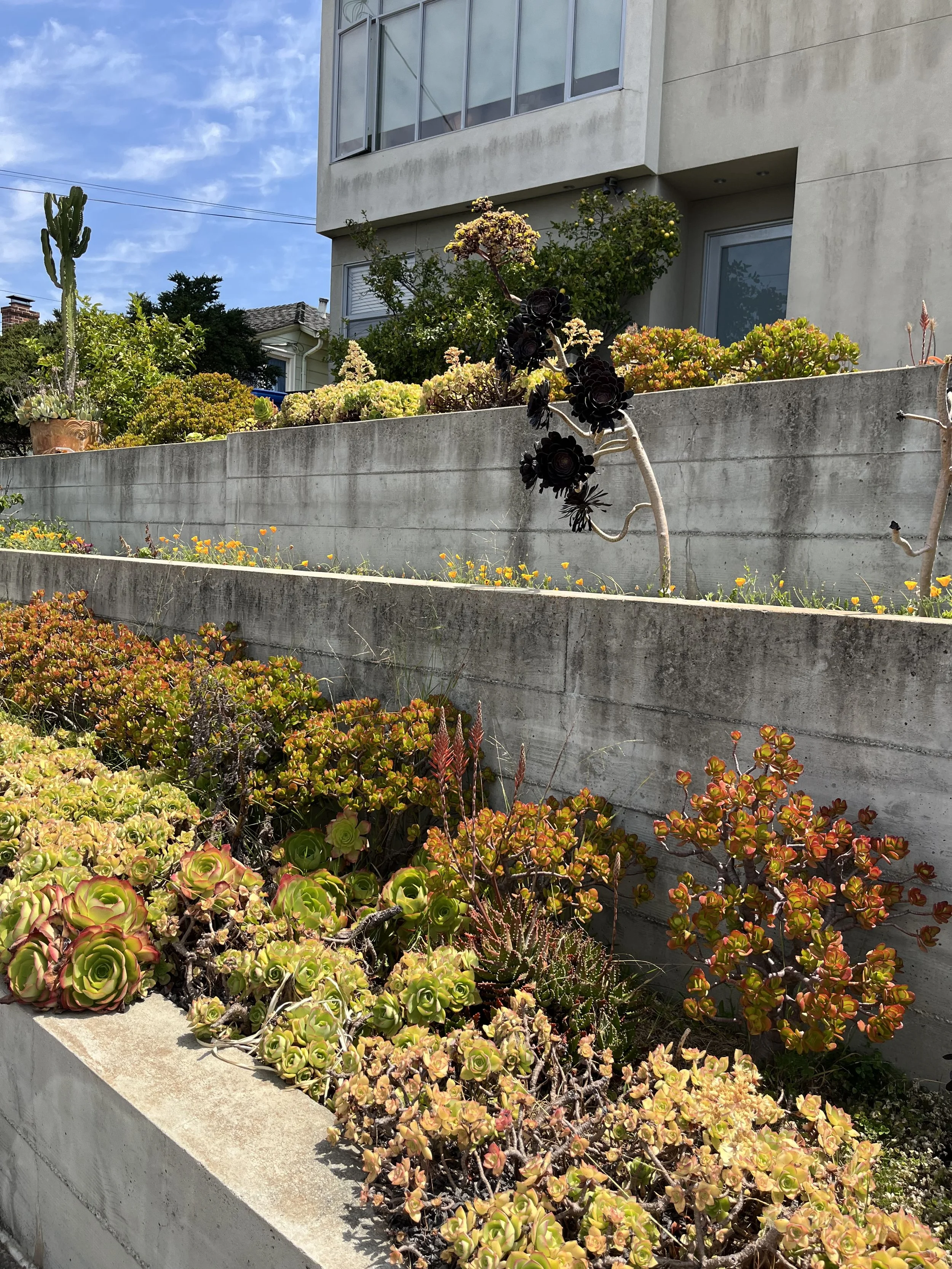 Multiple tiers of concrete garden beds with various succulents and plants, a tall cactus, and a modern building in the background. Clear blue sky overhead.