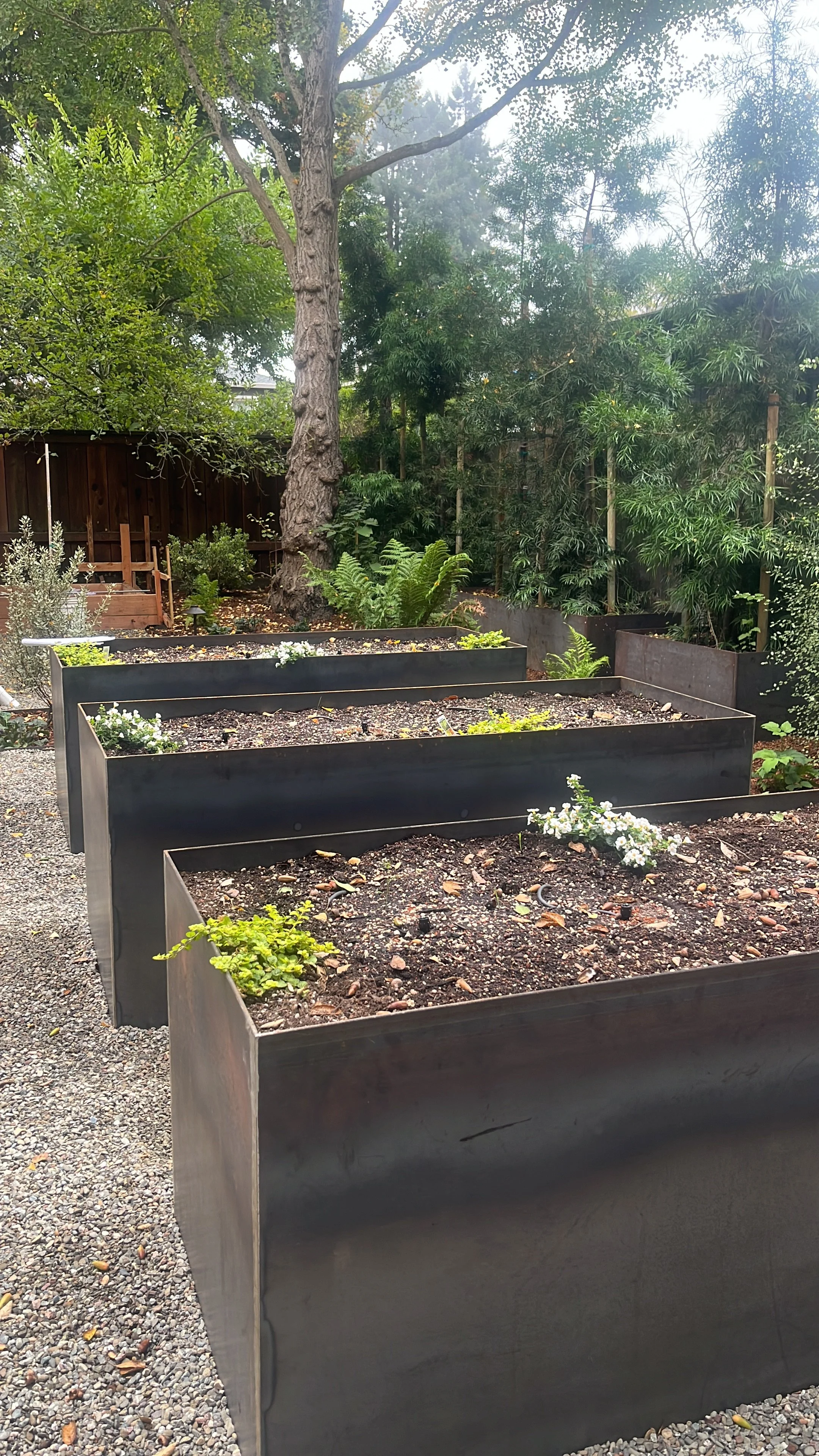 Several black raised garden beds with soil and small plants, surrounded by trees and greenery in a backyard garden.