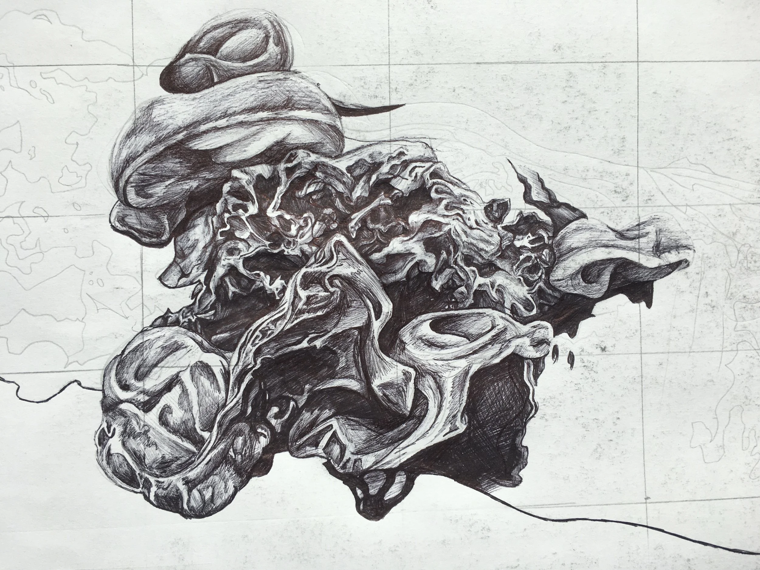Biro drawing of jelly ear fungus 