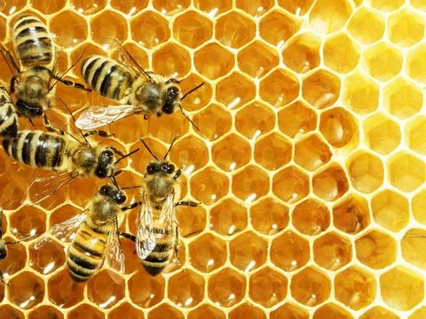 Local Honey for Sale