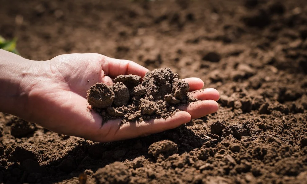 The National Allotment Society - Soil Health