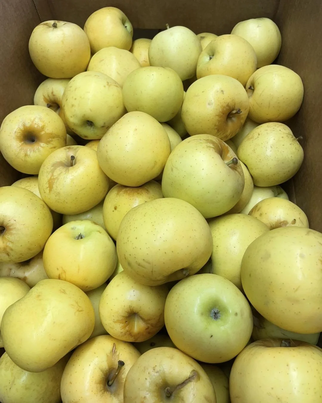 Yellow Apples.jpeg