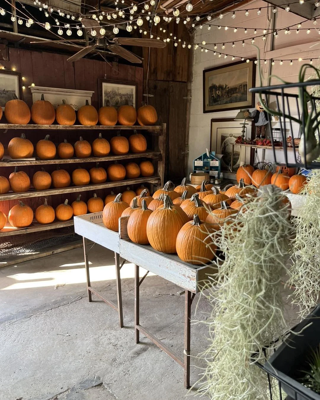 Pumpkin Shelf.jpg