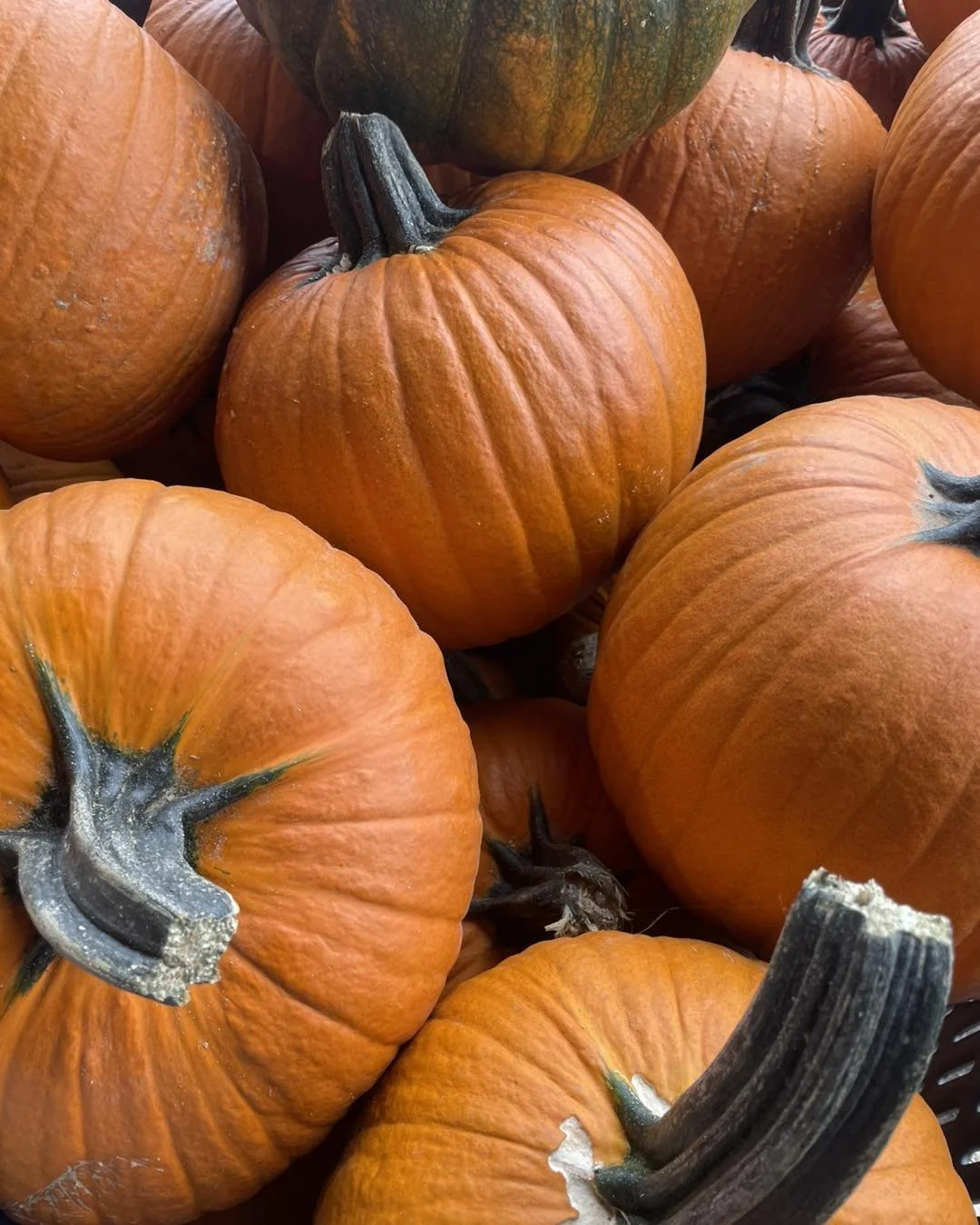 Pumpkin Bunch.jpg