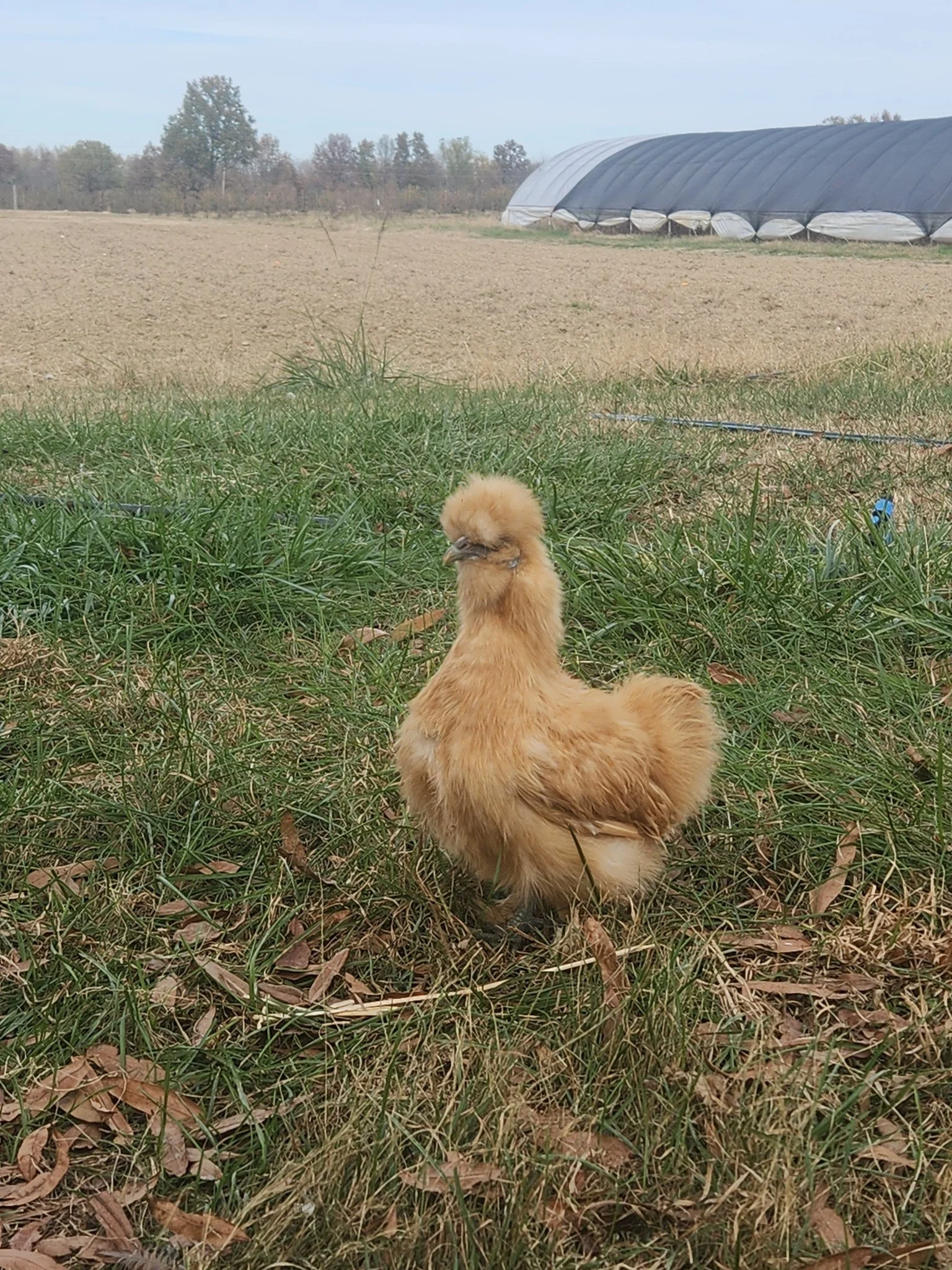 Silky Chicken.jpg