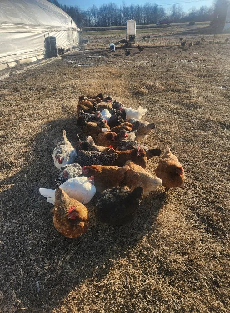 Buncha Chickens.jpg