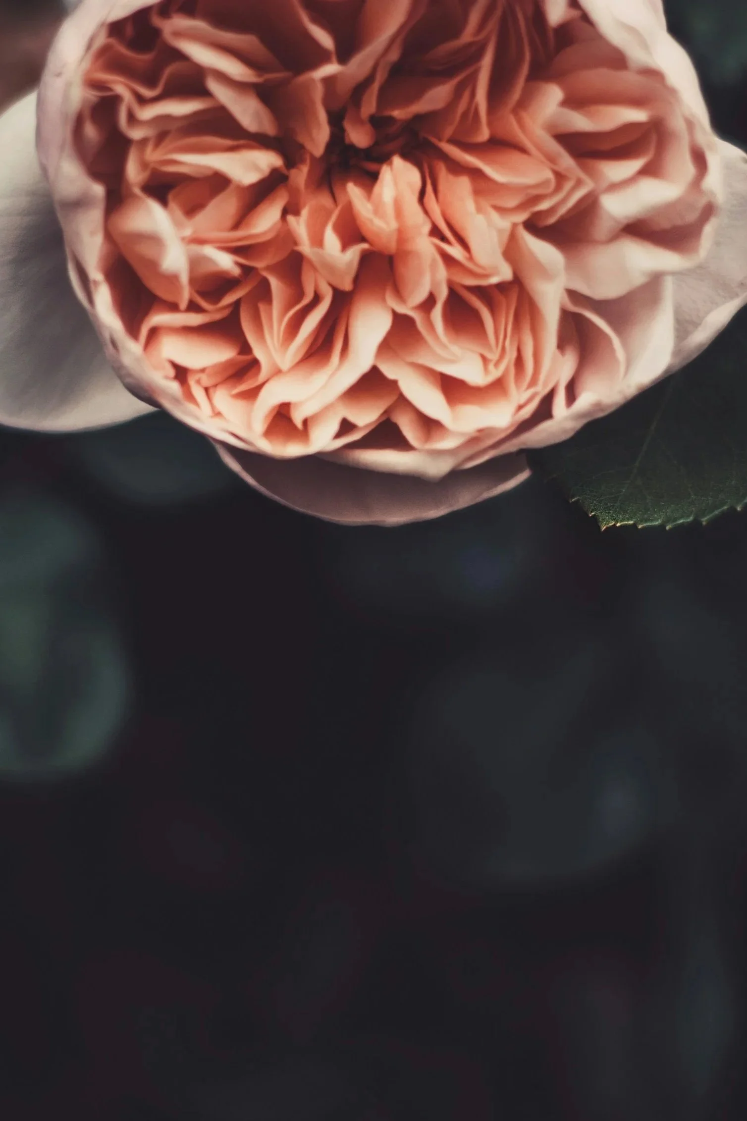 Grief Coaching
