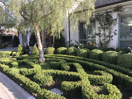 A neatly trimmed hedge maze with lush green bushes in front of a house with large windows and a garden, shaded by a tall tree.
