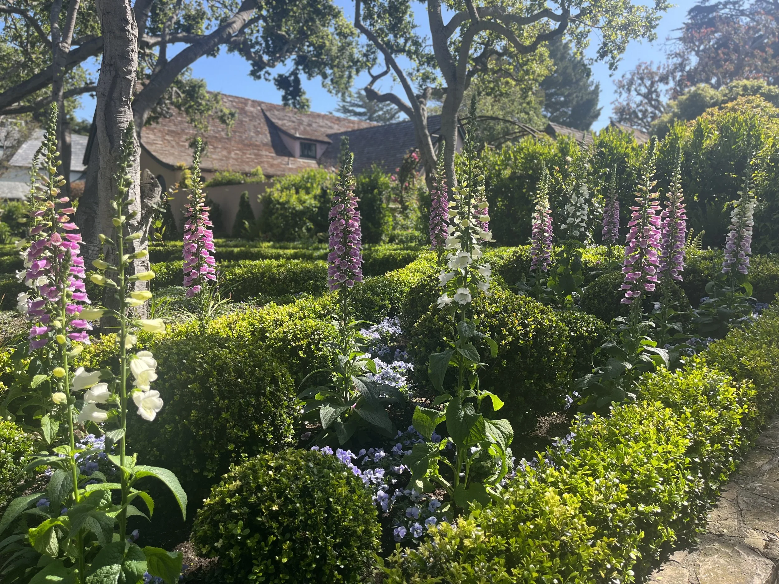 Flower bed with tall pink, white, and purple flowers, green shrubs, trees, and houses in the background on a sunny day.