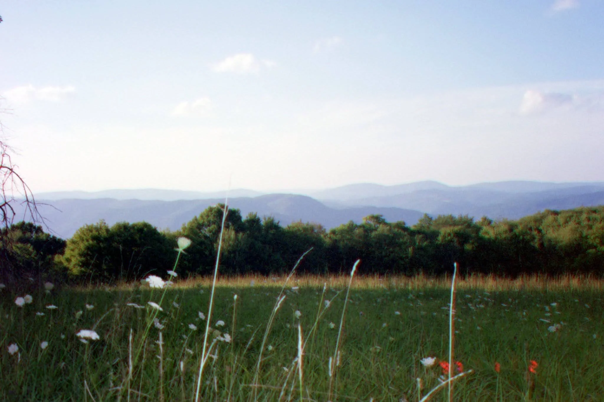 Open field with tall grass and wildflowers, trees in the distance, and mountains under a partly cloudy sky.