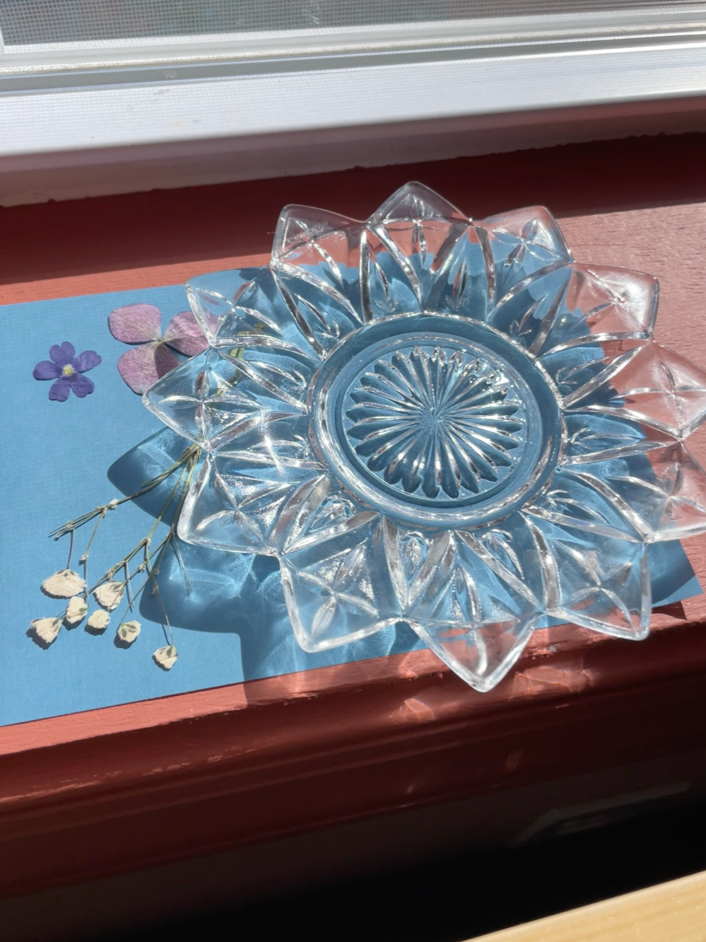 Sun print before exposure, arranged with vintage glassware and dried flowers in the sunlight