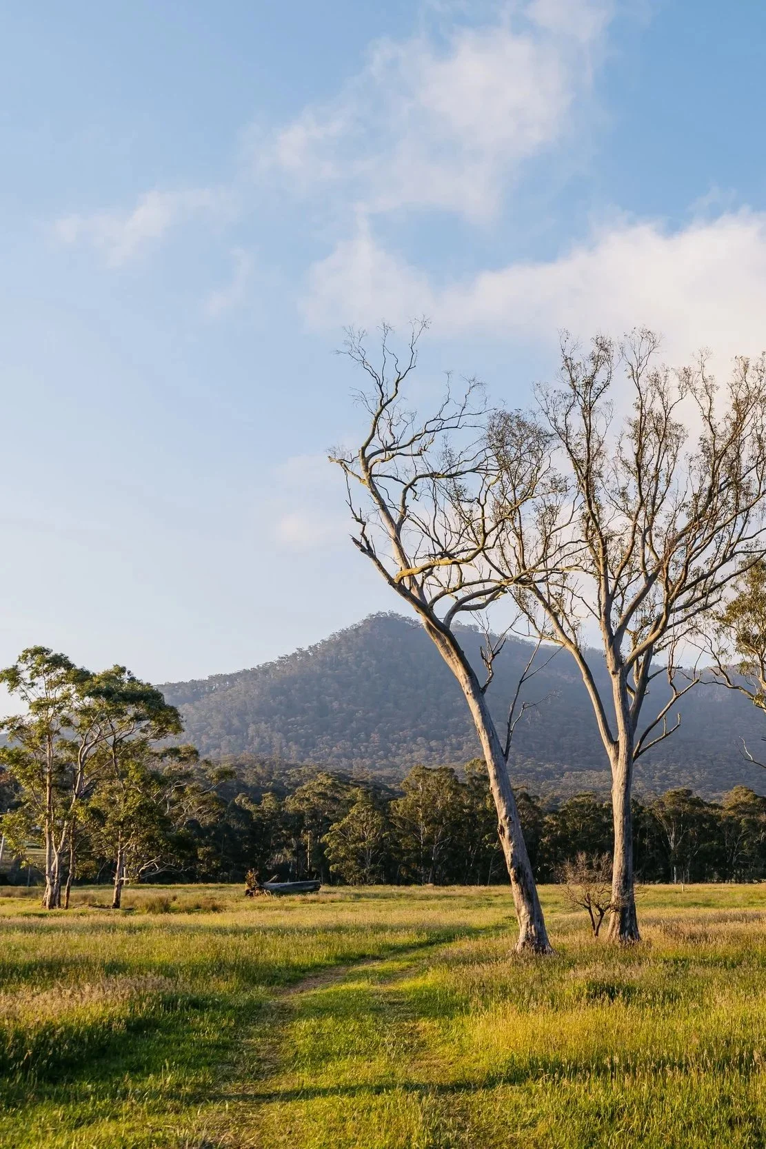 A landscape with a mountain in the background, a group of trees in the foreground, and a partly cloudy sky.