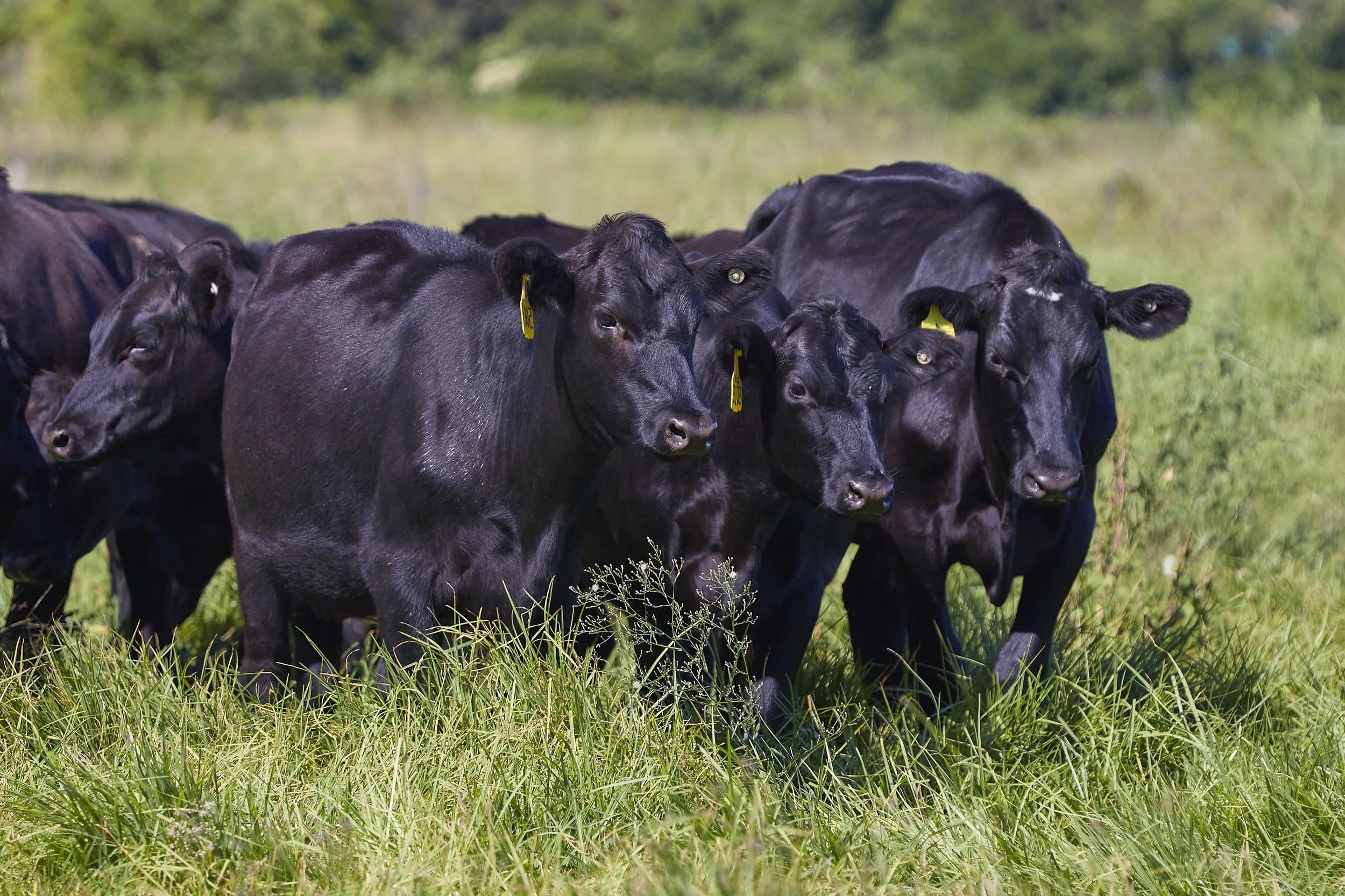 Group of black cows standing in a grassy field with trees in the background.