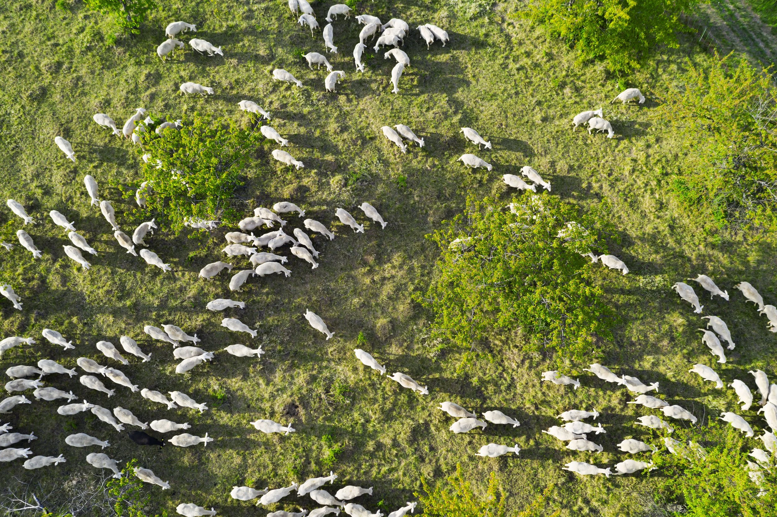 An aerial view of a flock of white sheep grazing in a grassy field with trees and a fence.