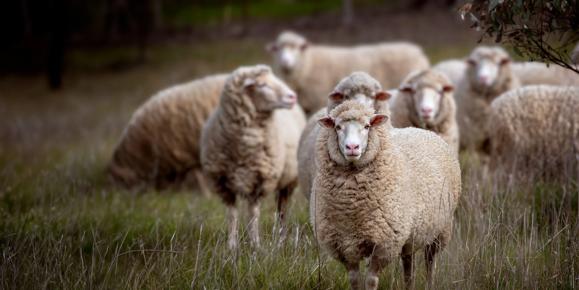 A flock of sheep standing together in a grassy field.