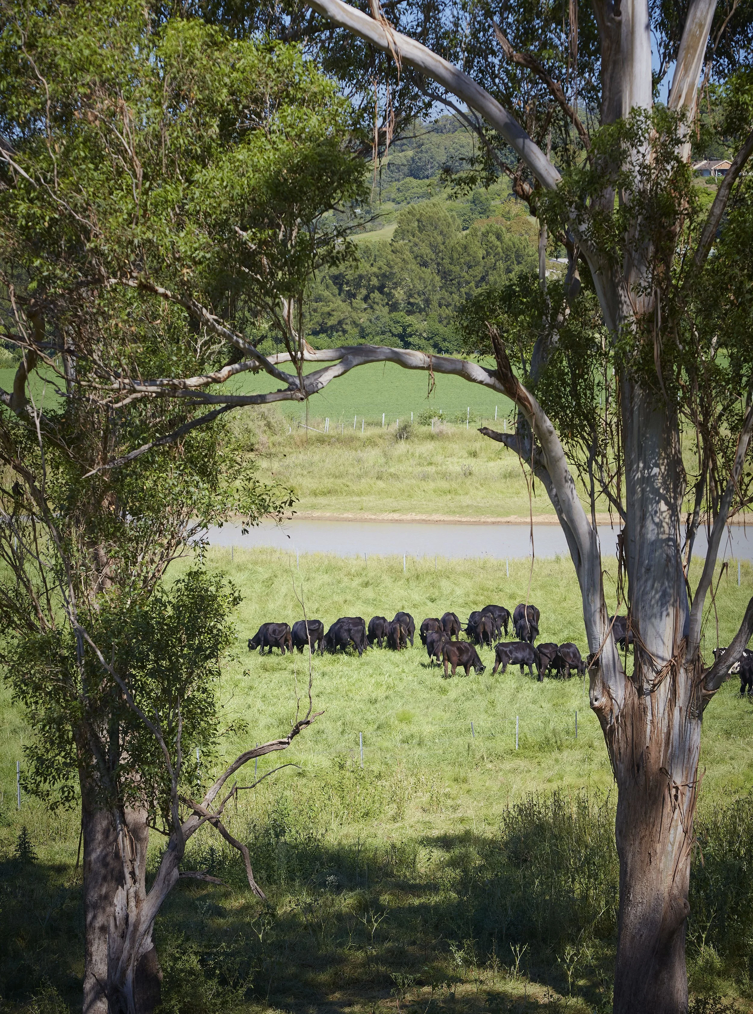 A group of black cows grazing in a green pasture surrounded by trees, with a pond and hills in the background.