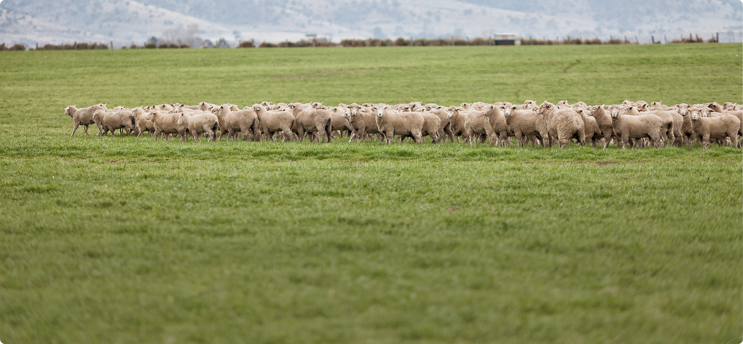 A large flock of sheep grazing on a green pasture with a fence in the background and distant mountains.
