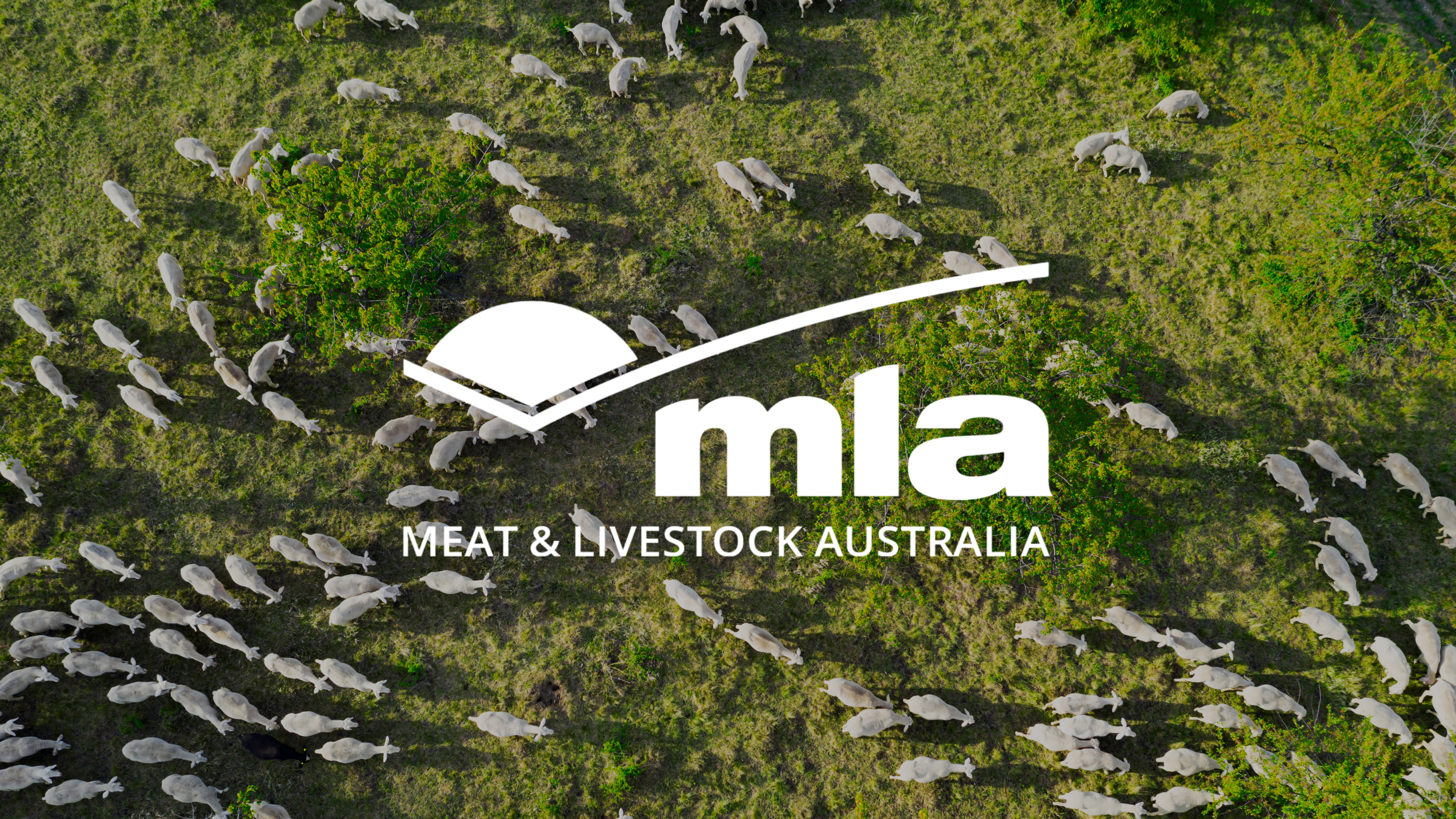 An aerial view of a herd of white cattle grazing on green grassy land with a large green tree in the center. Overlaid on the image is the logo of MLA (Meat & Livestock Australia).