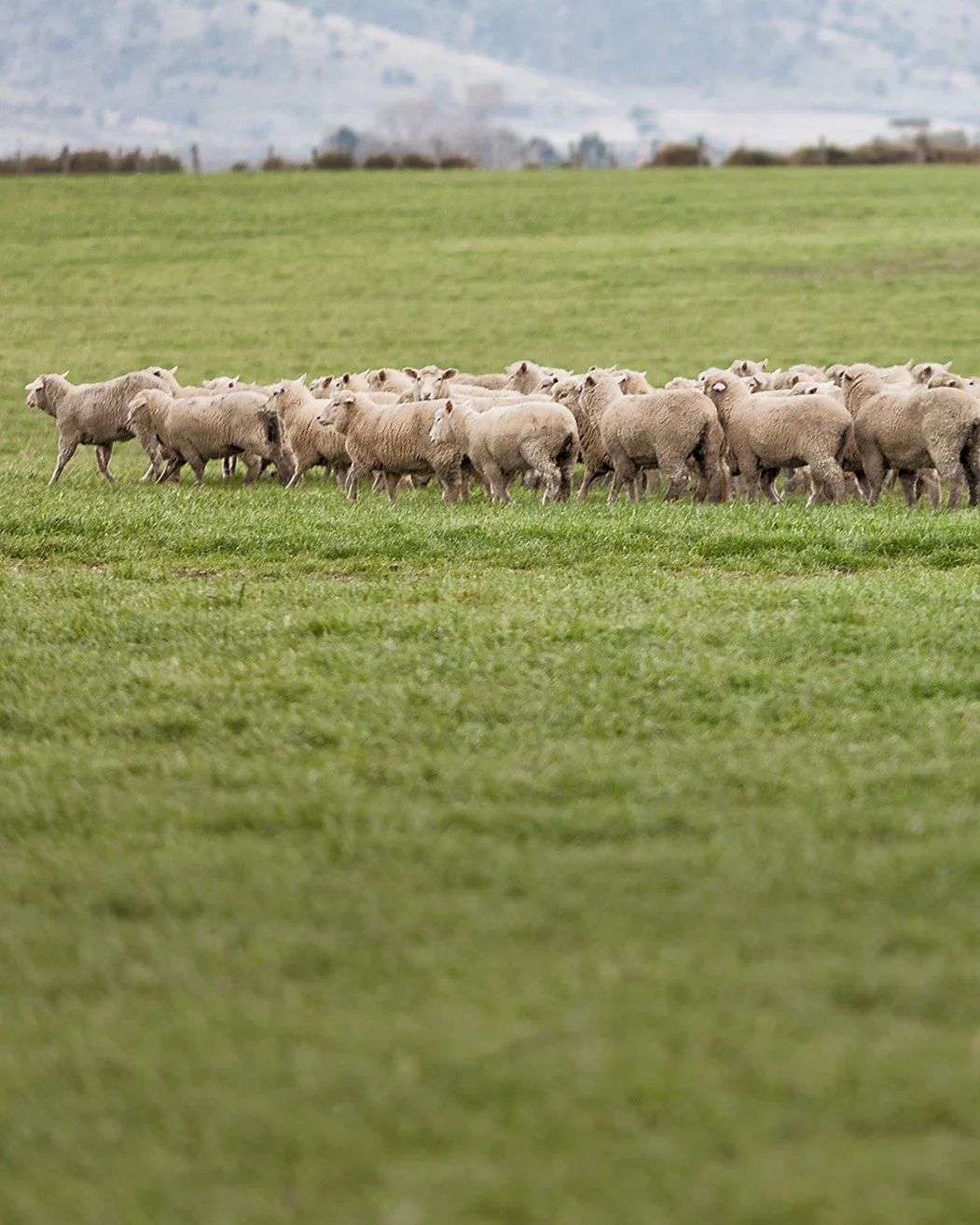 A flock of sheep grazing on a green pasture with mountains in the background.