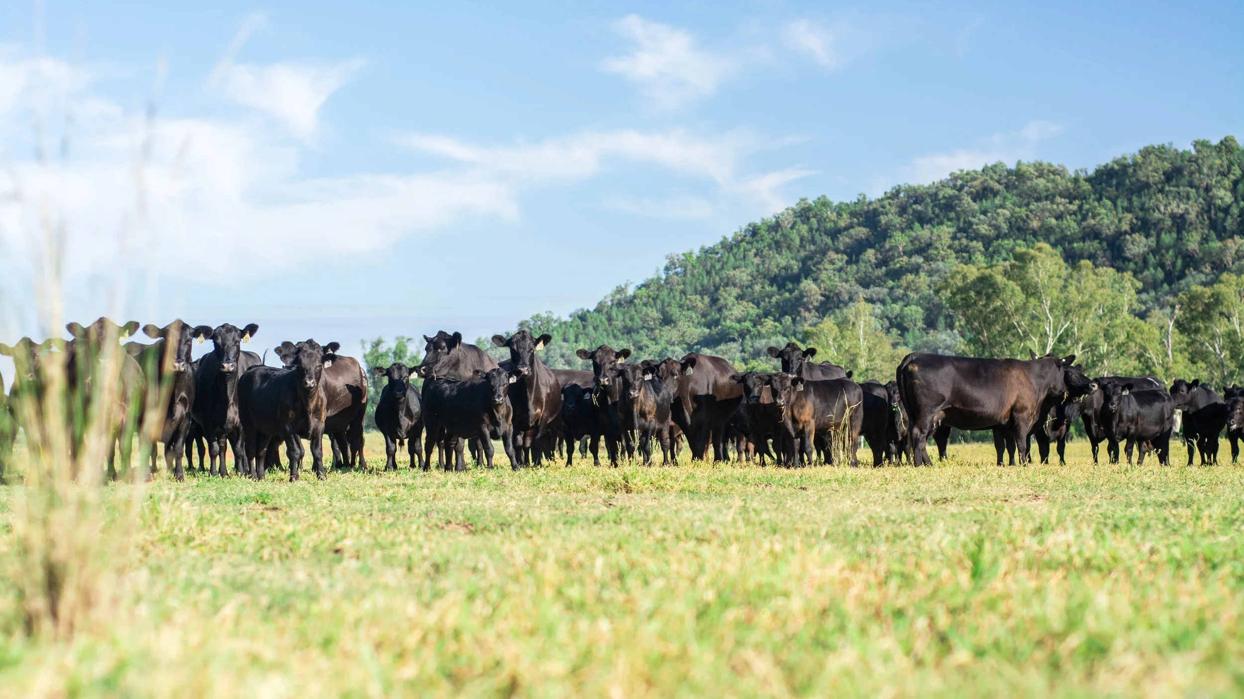 A herd of black cows standing on a grassy field with green trees and a hill in the background under a blue sky with some clouds.