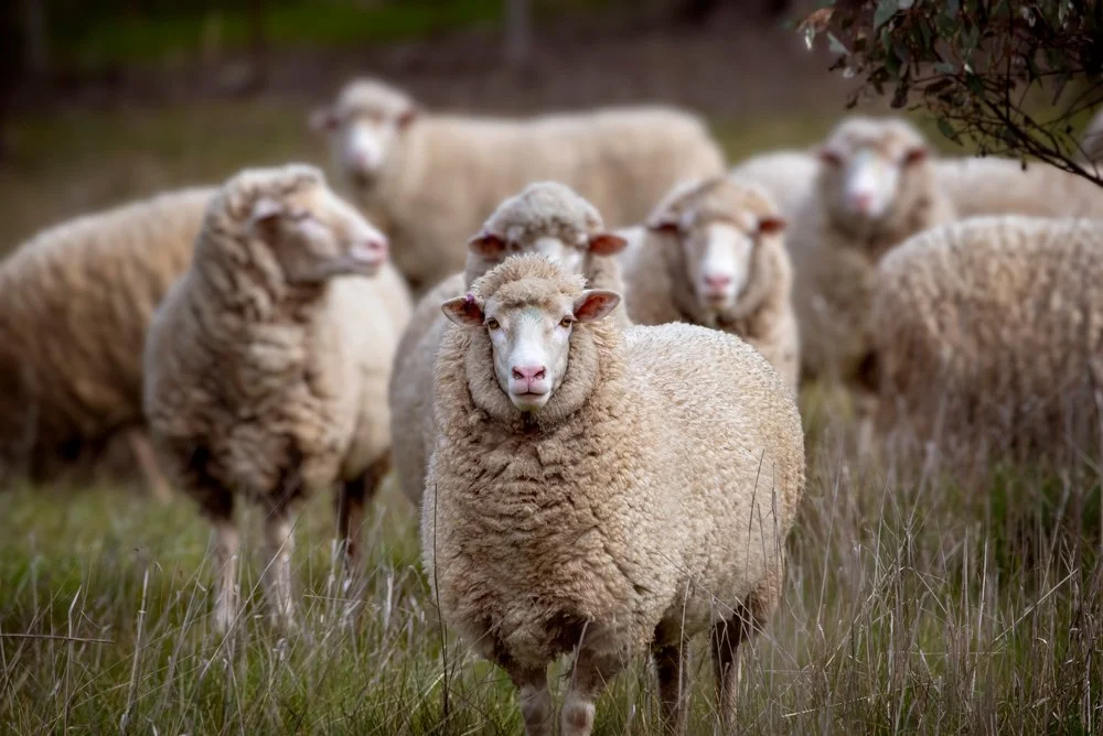 A group of sheep standing on a grassy field, with one sheep in the foreground looking directly at the camera.