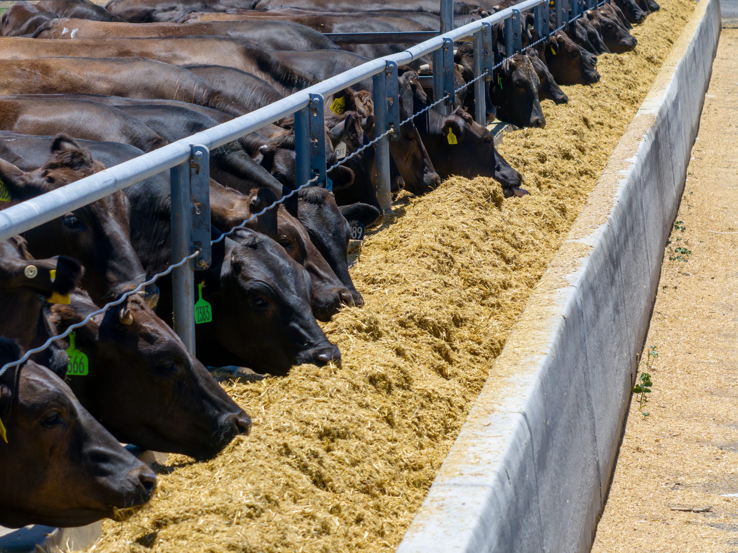 Cows eating feed in a feeding lot covered with yellow feed with numbered yellow tags on their ears.