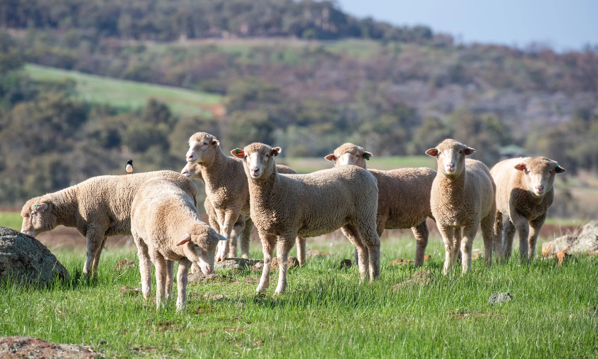 A flock of sheep grazing on a grassy field with rolling hills and trees in the background.