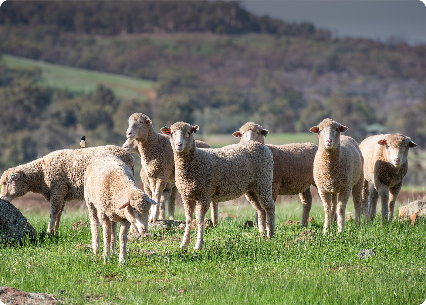 A flock of sheep standing on green grass in a field with a distant hillside in the background.