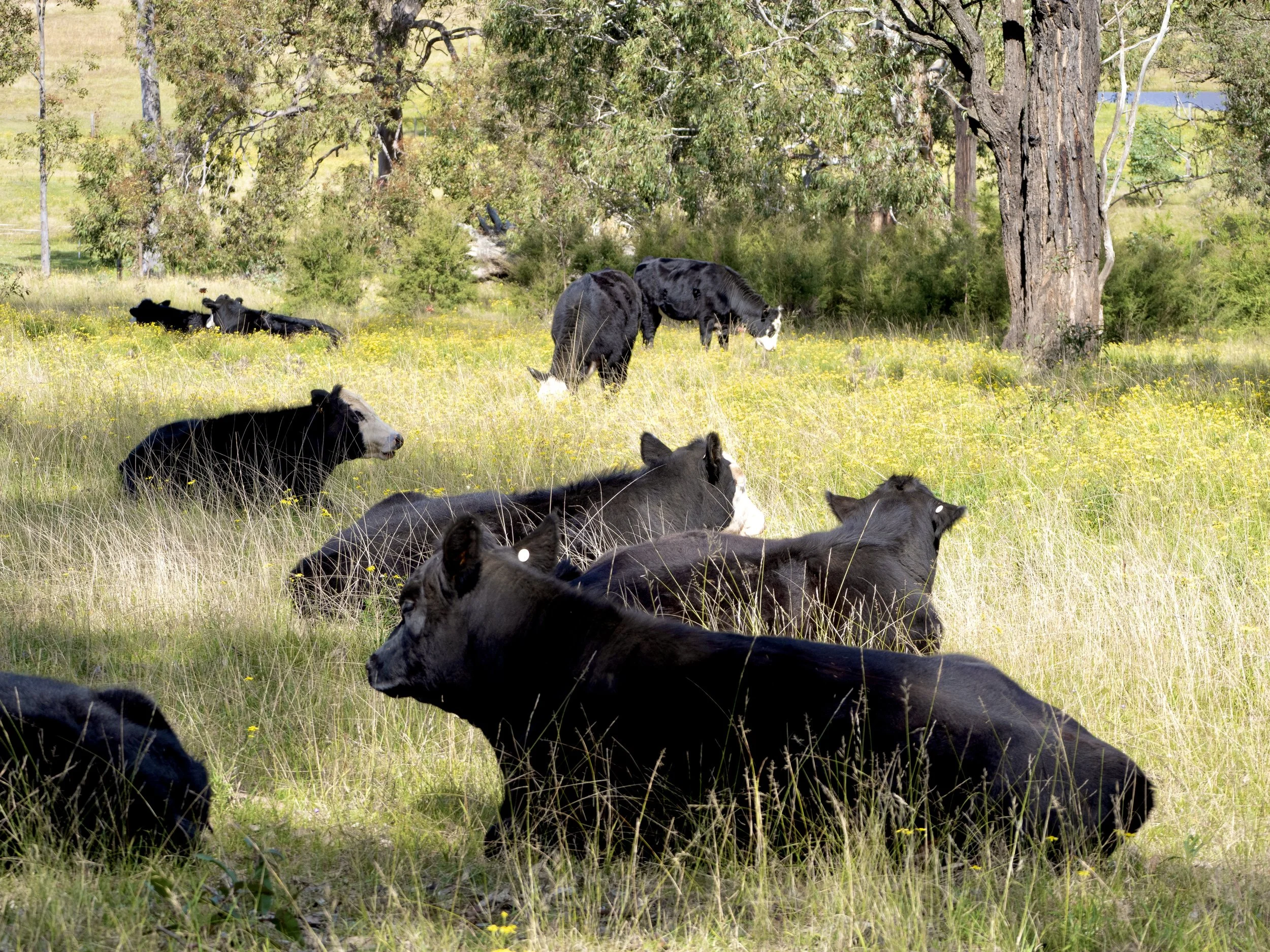 Several black and white cows resting in a grassy field with trees in the background.