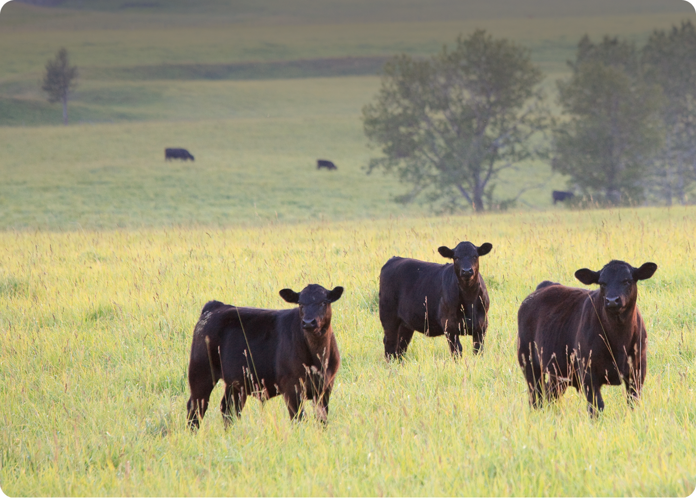 Three black cows standing in a green grassy field with trees in the background.