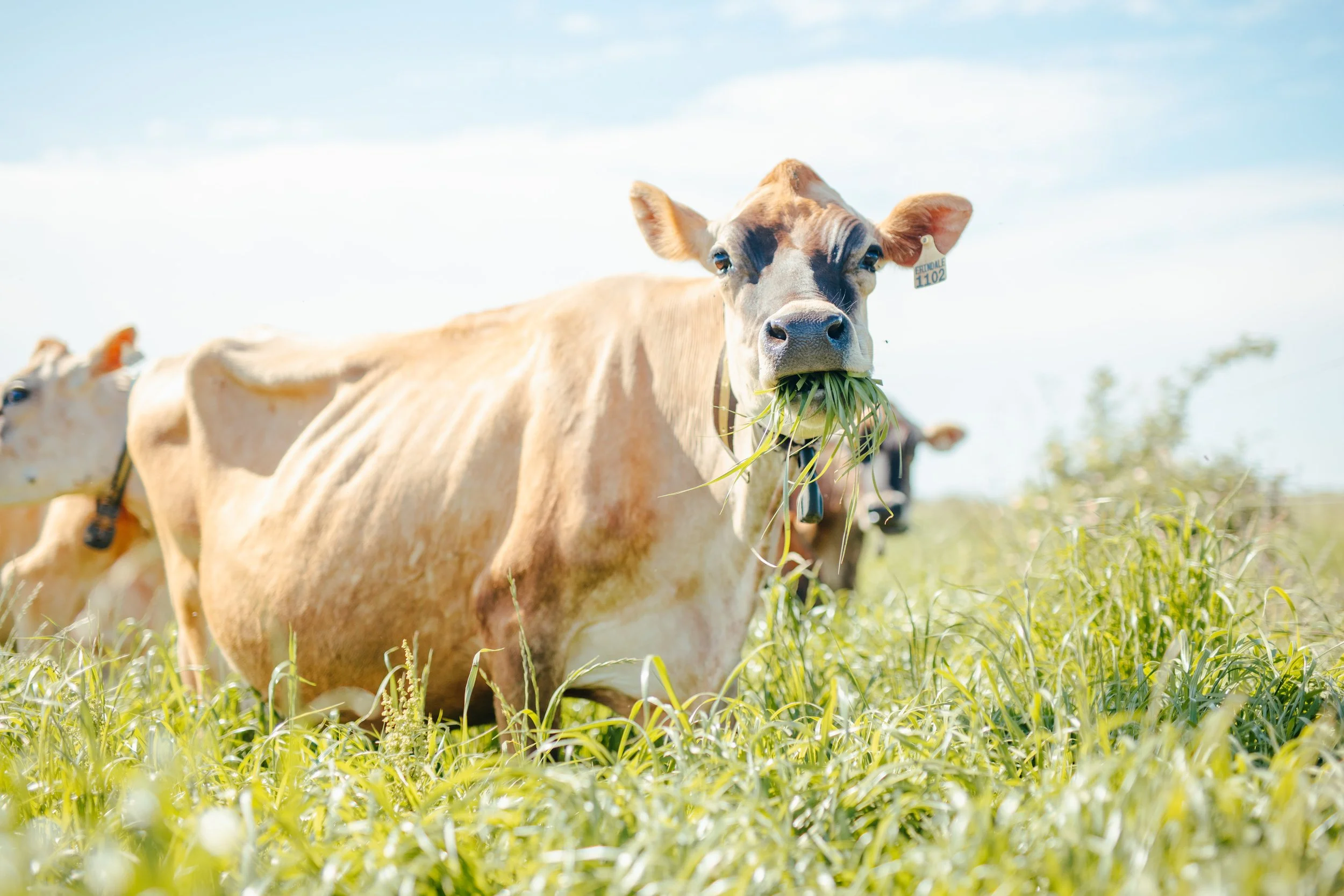 A cow with a tag in its ear, eating grass outdoors on a sunny day.