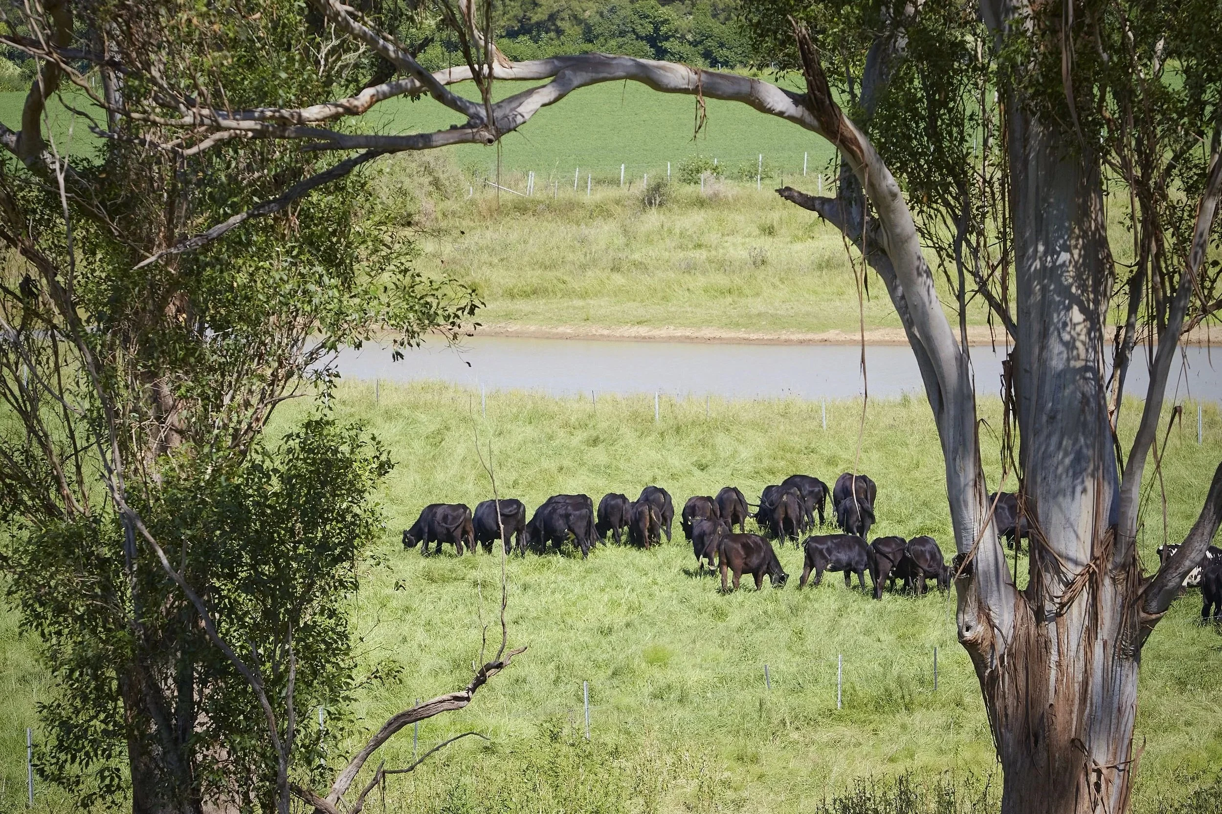Grazing cattle seen through trees by a water body with green fields in the background.