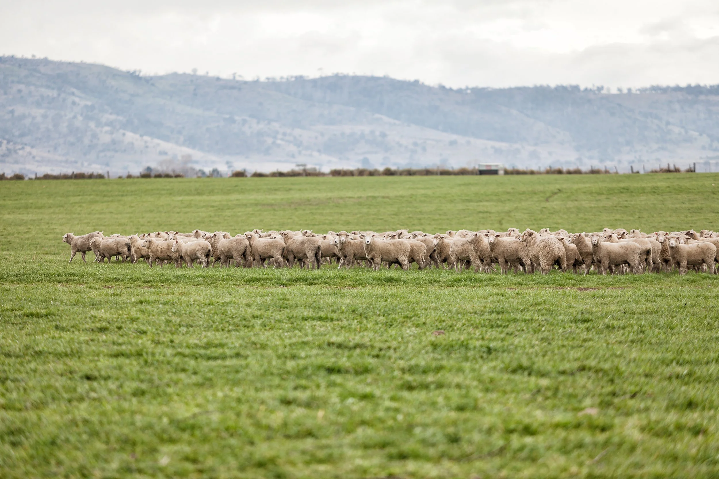 A herd of sheep grazing on a green field with mountains in the background.