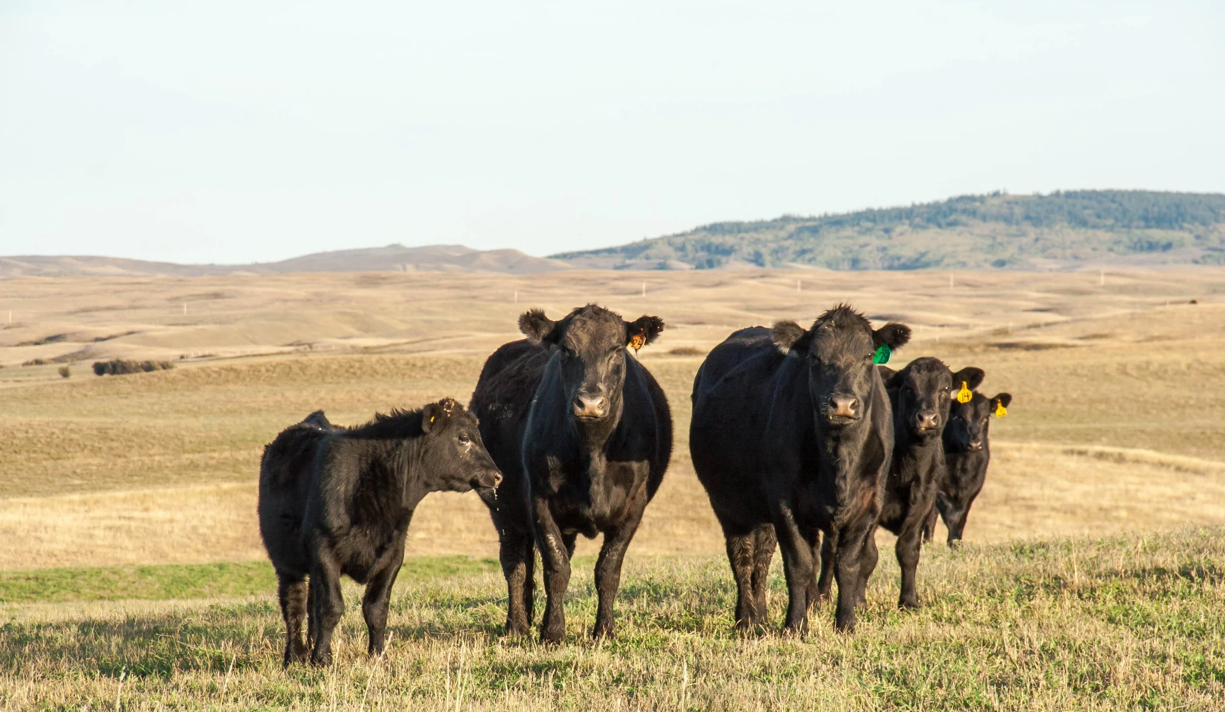 Waste into weight: the product claiming big wins for grass-fed producers