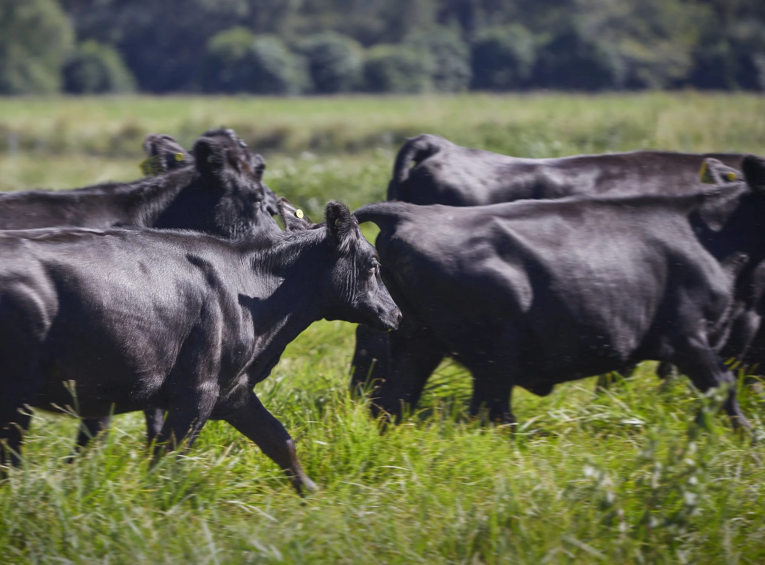 A herd of black cows running on a grassy field with trees in the background.