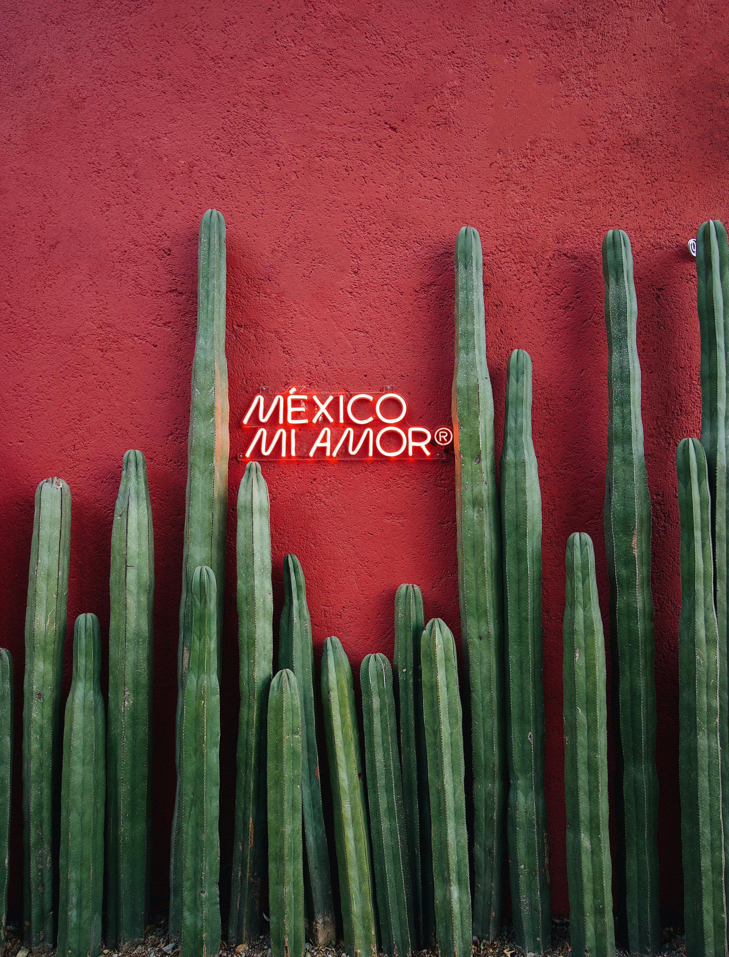 Green cactus plants in front of a red textured wall with a neon sign that reads 'México Mi Amor'. Located in Mexico City in Polanco.