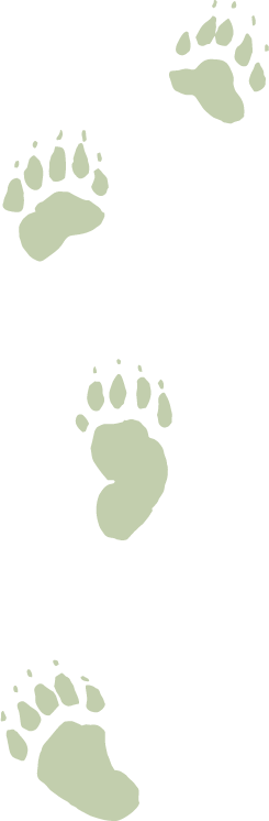 Wells-Creative-Co-bear-paws-design