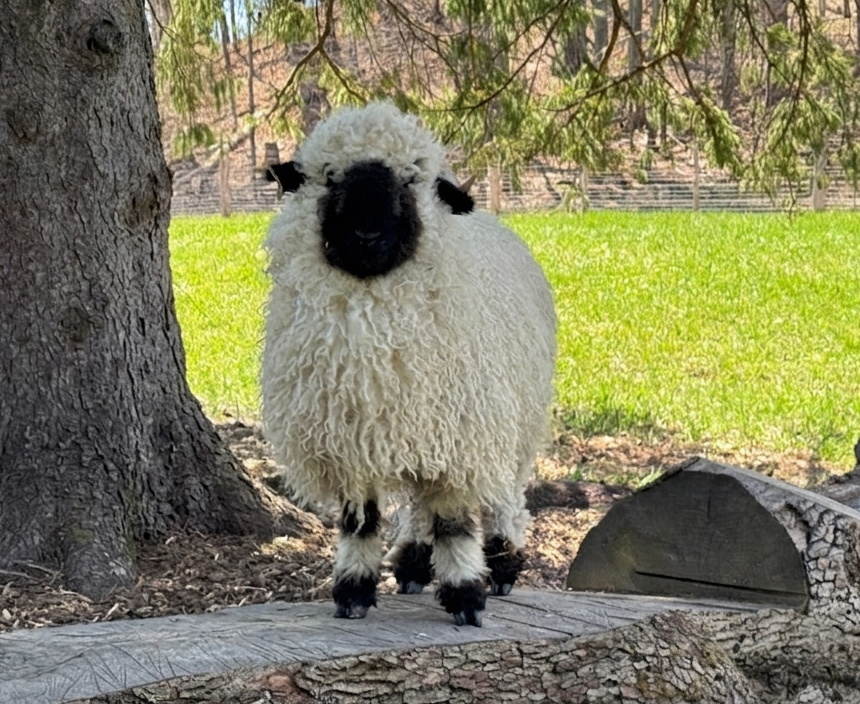 A young pureblood Valais Blacknose ewe sheep with fluffy, curly white wool and black face standing on a stump near under a tree in grassy area.