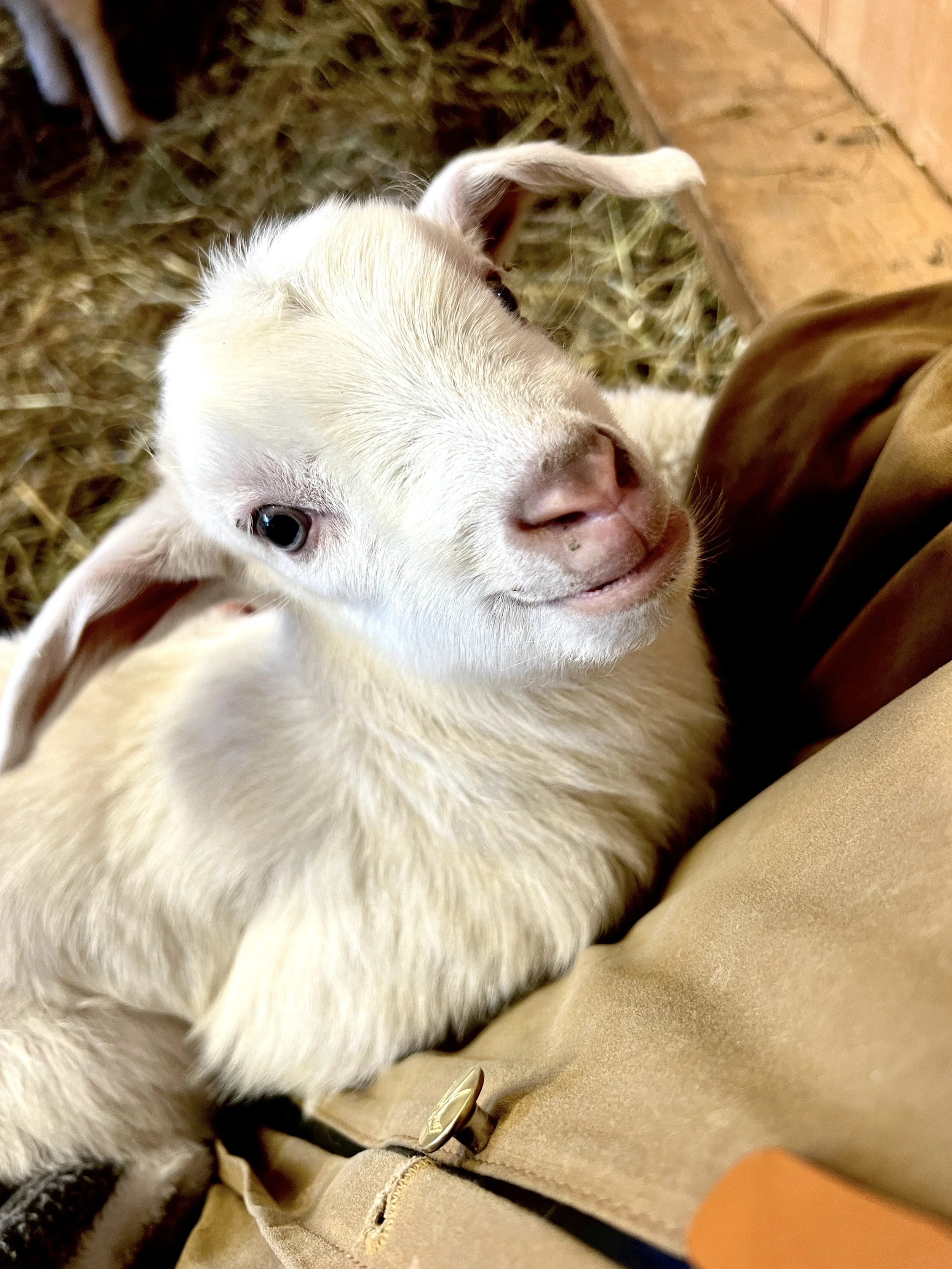 Close-up of a baby goat with white fur and black markings, being held. hay and a brick wall in the background.