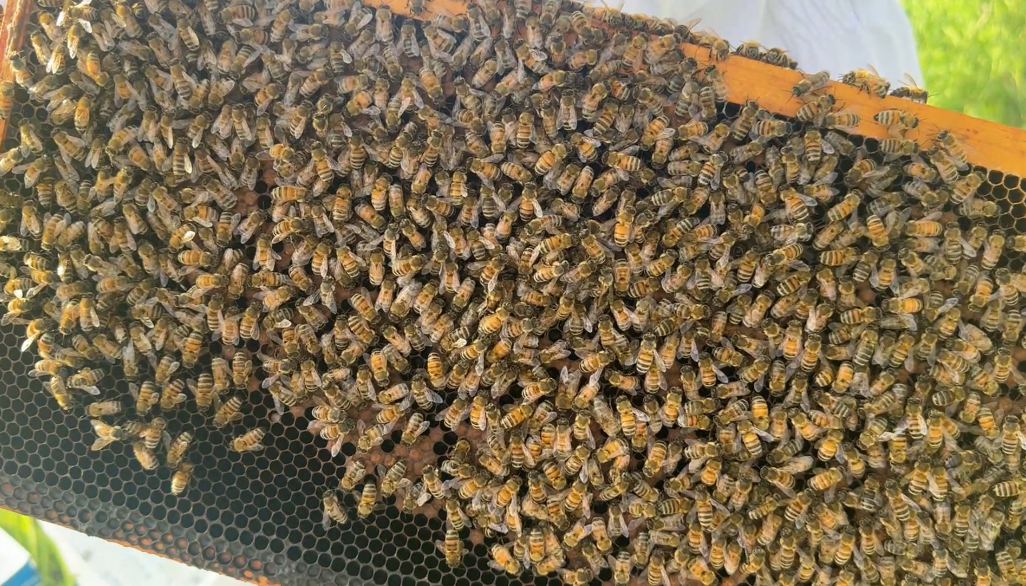 Close-up view of a honeycomb frame with numerous honeybees working on it.