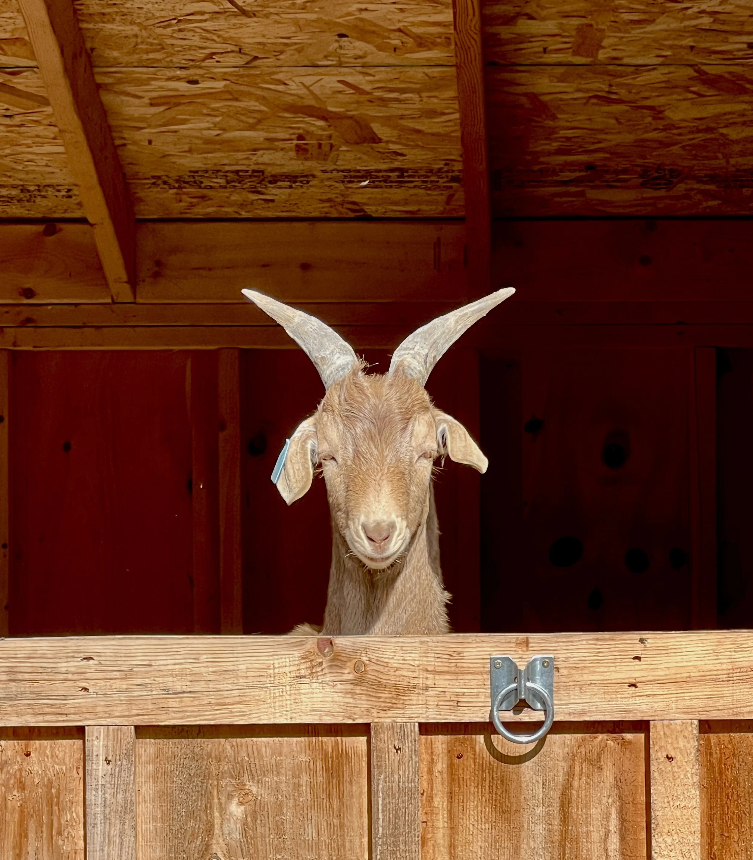 A goat with light brown fur and curved horns peeking over a wooden stall door with a metal latch, inside a barn with wooden ceiling panels.