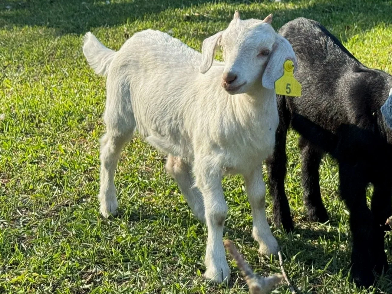 -5- Kiko doeling (6 weeks old) - twin of -14-: $ contact for pricing