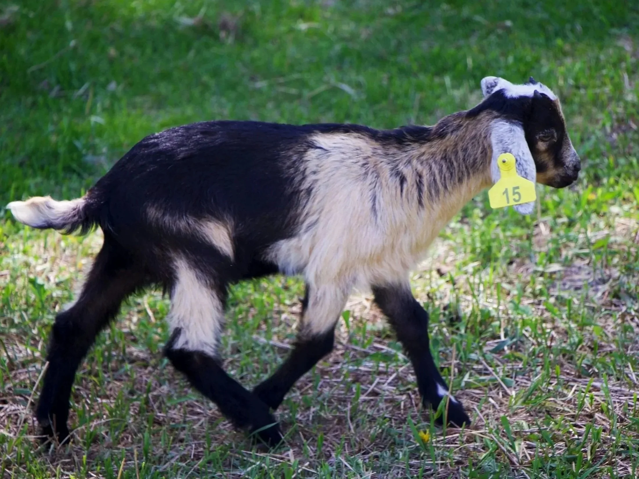 -15- Kiko buckling (6 week olds) - Twin of -8-